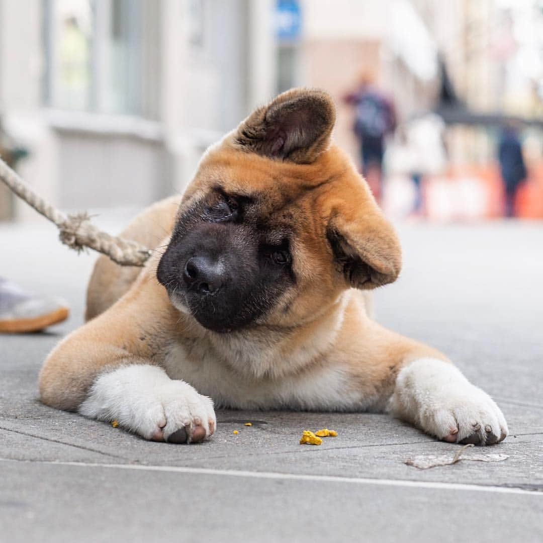 The Dogistさんのインスタグラム写真 - (The DogistInstagram)「Moses, American Akita (4 m/o), 12th & 4th Ave., New York, NY • “I’m deaf, so I’m trying to get him to be a service dog for me – to alert me of sounds. His ears are like a radar. I grew up with Akitas – they’re not an easy breed.” @moses_the_akita」4月23日 4時47分 - thedogist