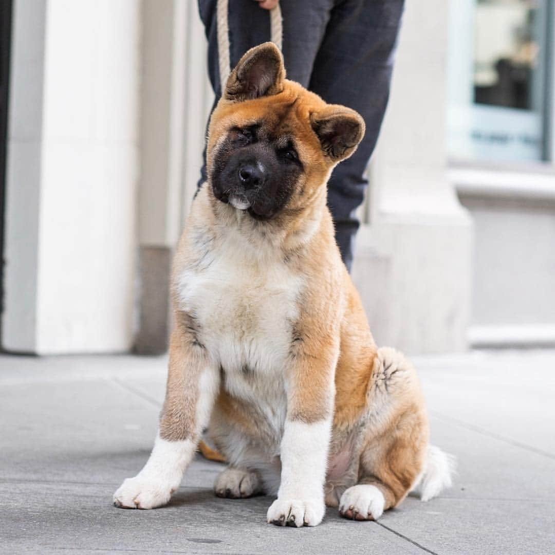 The Dogistさんのインスタグラム写真 - (The DogistInstagram)「Moses, American Akita (4 m/o), 12th & 4th Ave., New York, NY • “I’m deaf, so I’m trying to get him to be a service dog for me – to alert me of sounds. His ears are like a radar. I grew up with Akitas – they’re not an easy breed.” @moses_the_akita」4月23日 4時47分 - thedogist