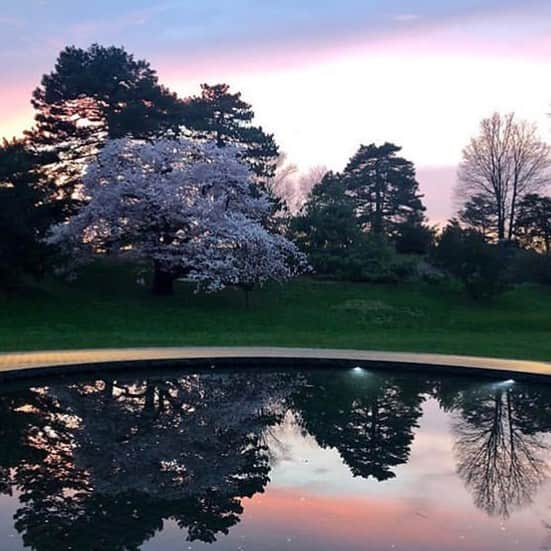 ニューヨーク植物園さんのインスタグラム写真 - (ニューヨーク植物園Instagram)「Spring is as colorful at sunset as it is at high noon. Just ask the cherry blossoms. 💫 . (📸 by @leslie.hill) #regram」4月23日 4時56分 - nybg