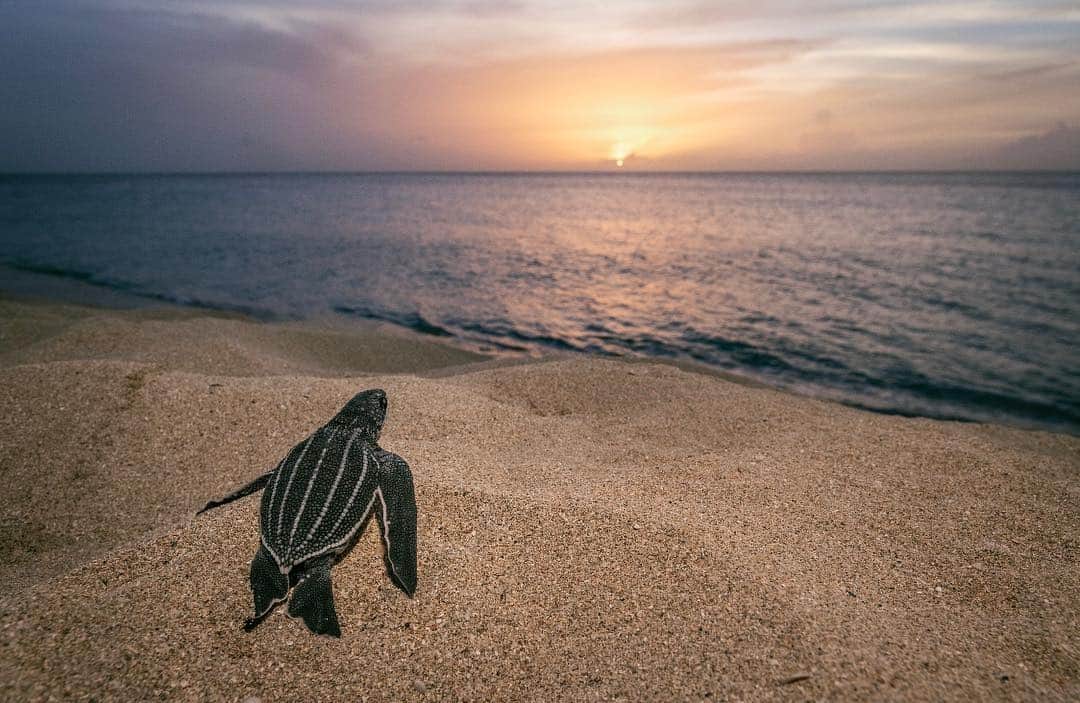 のインスタグラム：「Photo by @BrianSkerry // Sponsored by @makersmark // A leatherback turtle hatchling crawls toward the sea at sunset, after digging out of its nest at the Sandy Point National Wildlife Refuge in St. Croix, U.S. Virgin Islands. I spent weeks here, photographing female leatherbacks emerging from the night ocean, and I vividly recall the primordial sound of their breathing as they labored to dig their nests. Hatchlings appear about 60 days later. This species’ lineage is older than dinosaurs, dating back 100 million years. They once crawled from the sea and saw T. rex. Today, in some locations, they see condominiums. // This Earth Day, @makersmark is on a mission to remove 75,000 pounds of trash from the world’s oceans and waterways. Explore #CocktailsForCleanups to join a cleanup near you and help create change. Because without water there could be no life on Earth. And no bourbon. Maker’s Mark should be enjoyed by adults of legal purchase age for alcohol. MADE WITH CARE. SIP WITH CARE.™ Bourbon 45%abv. Maker’s Mark Distillery, Loretto, KY.」