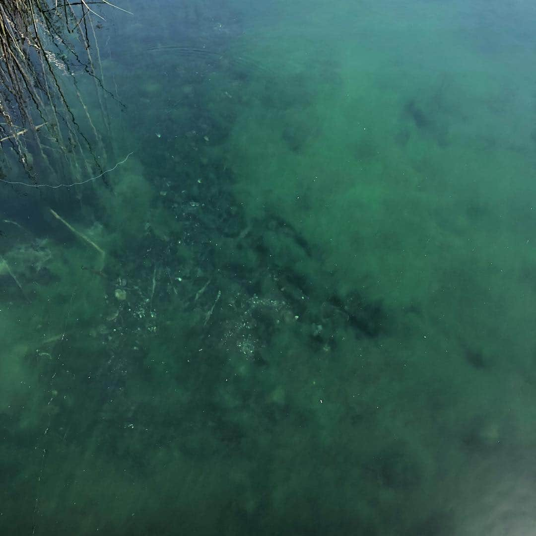 クリス・クニエリムさんのインスタグラム写真 - (クリス・クニエリムInstagram)「The water is so clear! Tough fishing without a boat. 🎣🐟」4月23日 5時46分 - chris_knierim