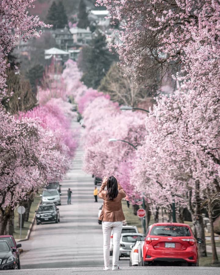 バンクーバー観光局- Tourism Vancouverさんのインスタグラム写真 - (バンクーバー観光局- Tourism VancouverInstagram)「バンクーバーにある Arbutus Street ～ Carnavon Street までの West 22nd Avenue では桜の木が連続して並んでいます。今年も満開時には、壮大な眺めとなりました。 📷 : @konnectphotography(Instagram) . . . #カナダ #バンクーバー #Vancouver #旅 #旅行 #女子旅 #旅好き #一人旅 #海外旅行 #トラベル #旅女子 #旅行好きな人と繋がりたい #旅好きな人と繋がりたい #旅行好き #旅行大好き #旅行行きたい #旅に出たい #海外 #旅の記録 #旅の思い出 #旅行記 #旅したくなるフォト #マイトリップ #マイトリ #retrip_global #風景 #世界一周 #ダレカニミセタイケシキ #桜 #桜並木」4月23日 6時00分 - vancouvertabi