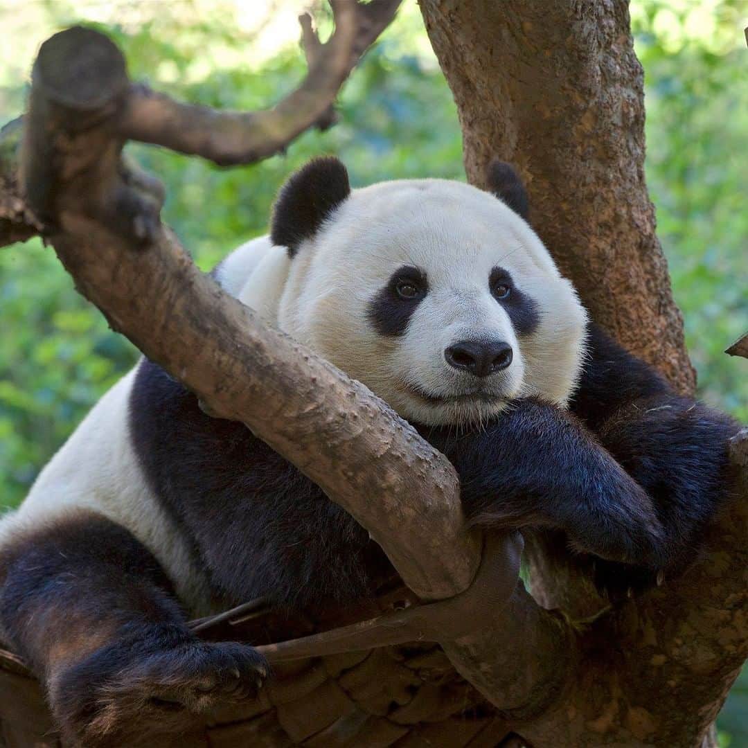 San Diego Zooさんのインスタグラム写真 - (San Diego ZooInstagram)「Happy #EarthDay to our precious planet. 🌍 Saving wildlife saves the Earth, and zoos and aquariums were recently found to deliver a 800% increase in knowledge to save species (link in bio). Thanks for your ongoing support and dedication to saving wildlife--and our planet. #EndExtinction #SanDiegoZoo 📷: Mollie Rivera」4月23日 6時00分 - sandiegozoo