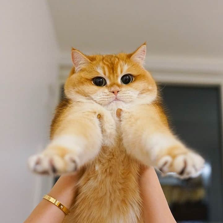 Aww Clubさんのインスタグラム写真 - (Aww ClubInstagram)「You raise me up, so I can eat more treats! You raise me up!⠀ ⠀ 📹@pisco_cat⠀ ⠀ #meowed #piscothecat #BritishShorthair #🇺🇸 #JoshGroban」4月23日 6時00分 - meowed