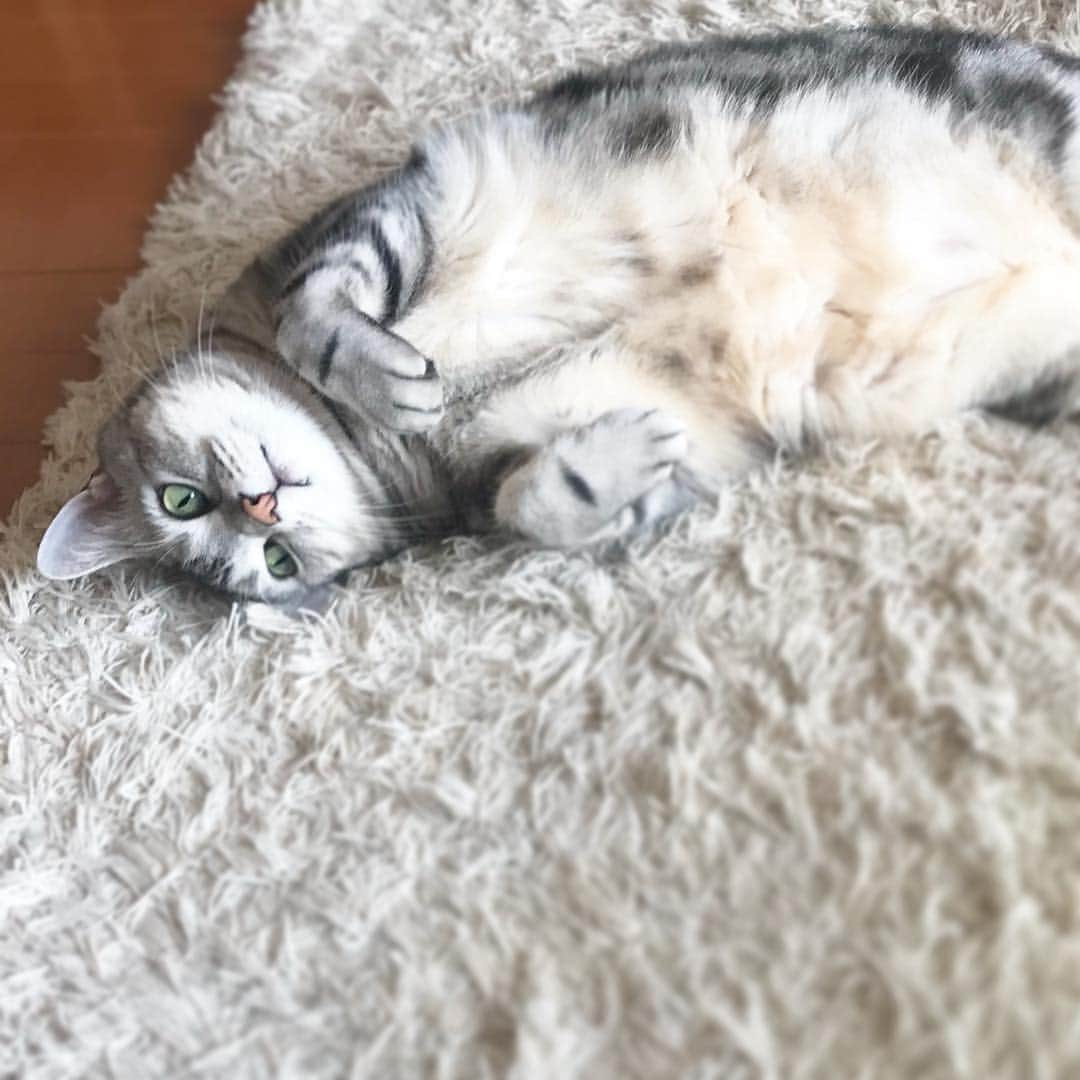 Alain アランさんのインスタグラム写真 - (Alain アランInstagram)「Good morning! Bonjour! Sun seeker☀️😽. * おはようございますにゃん！ 日向ぼっこしてるの。お腹もポカポカ☀️😽。 （ママはアランのお腹に顔をうずめて、陽だまりの匂いをかぎたいです😆） * #catstagram #cat_features  #topcatphoto #cutepetclub #catsofinstagram #ig_catclub #cats_of_world #meowsandwoofs #meowvswoof#nc_cuties #excellent_cats #catstocker  #bestmeow #magnificenteowdels#bestcats_oftheworld#INSTACAT_MEOWS #peco #スタペグラム#ペピ友#animalsco#mofmo#igersjp#みんねこ#ふわもこ部#アメショー#ビューティープロコンテスト @beautypro_contest #lovelycatonline#映画ペット2キャンペーン#映画ペット2」4月23日 6時22分 - alain_cat