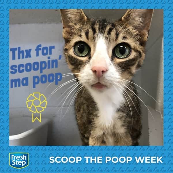 Fresh Stepさんのインスタグラム写真 - (Fresh StepInstagram)「Happy Scoop The Poop Week! 😸To celebrate your hard work on scooping the poop all year long, we've got a special sweepstake for you, cat parents! Create your custom meme for a chance to win. Don't forget to share your meme and tag us! #ScoopThePoop #PooperScooper #freshstepfreshpaws🐾  Learn more via in bio. 🎉」4月23日 6時19分 - freshstep