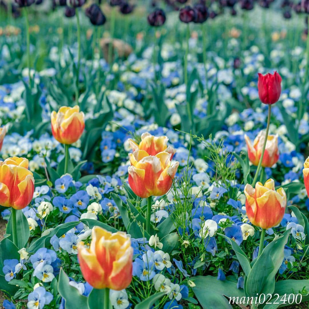 mani022400さんのインスタグラム写真 - (mani022400Instagram)「. 23 Apr. 2019 . Good morning🌸🌺🌹✨ あけぼの山農業公園にて🤗 オレンジとブルーの組み合わせ☺️ . . . 🌺🌺🌺🌷🌷🌷🌹🌹🌹🌸🌸🌸 ご訪問ありがとうございます🙇 . お花以外の写真は サブアカウントにポストしています。 良かったら、覗いてください🙇🙇 ⬇️⬇️⬇️ @mani0224000 . 🌺🌺🌺🌷🌷🌷🌹🌹🌹🌸🌸🌸 . . . 🔷🔷🔷🔷🔷🔷🔷🔷🔷 #カメラ好きな人と繋がりたい jalan_travel #flower  #花 #flowers  #写真好きな人と繋がりたい love_bestjapan  serahana #ファインダー越しの私の世界 じゃらん花畑 #花のある暮らし  #bns_lite #eclecticshow #explore_floral . #9vaga9  9vaga_3flowers9 9Vaga_Rose9 #floristsandflowers #ip_blossoms_member #fabulous_shots ig_flowers #ponyfony_flowers #meiko_flora_member #myheartinshots #la_flowers #rainbow_petals #top_favourite_flowers  #quintaflower #inspiring_shot #phx_flowers #flower_special_legend  nature_special_legend  #ind_flowers #tv_flowers #best_moments_flora  #best_beauty_flora_  9vaga_flowersart9 #ptk_flowers #fleur_noblesse_m .」4月23日 6時31分 - mani022400