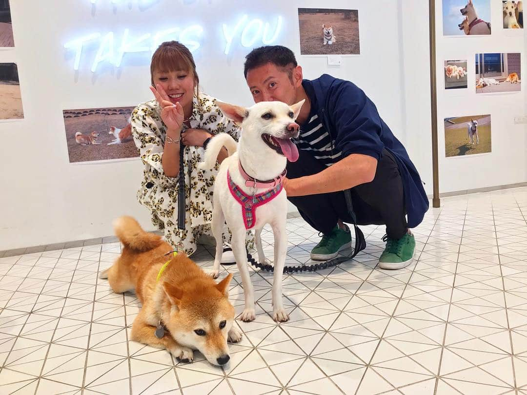 柴犬ハル&保護犬すずのインスタグラム