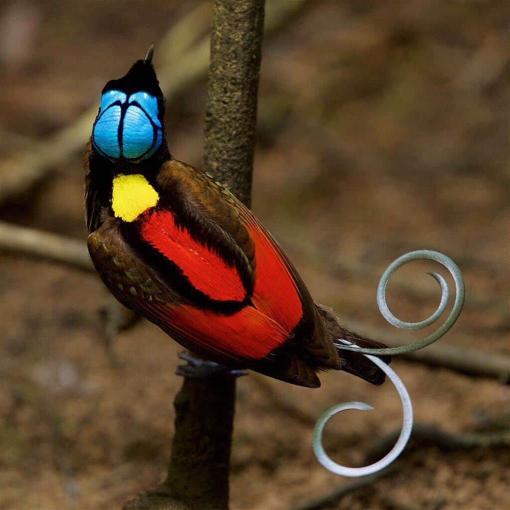 ナショナルジオグラフィックさんのインスタグラム写真 - (ナショナルジオグラフィックInstagram)「Photos by Tim Laman @timlaman | Birds of paradise have a reason to celebrate this year on Earth Day: the Province of West Papua, where 16 of the 40 birds of paradise are found, has declared its commitment to set aside 70% of the land as protected forest! Swipe to see four of the species found only in West Papua, Indonesia: Vogelkop superb, red, Wilson’s, and western parotia. See more @TimLaman as we celebrate this Earth Day! Birds of paradise are the global ambassadors for conservation of the forests of Papua. #conservationprovince #TanahPapua #papua #Indonesia #birdofparadise @BirdsofParadiseProject」4月23日 7時41分 - natgeo