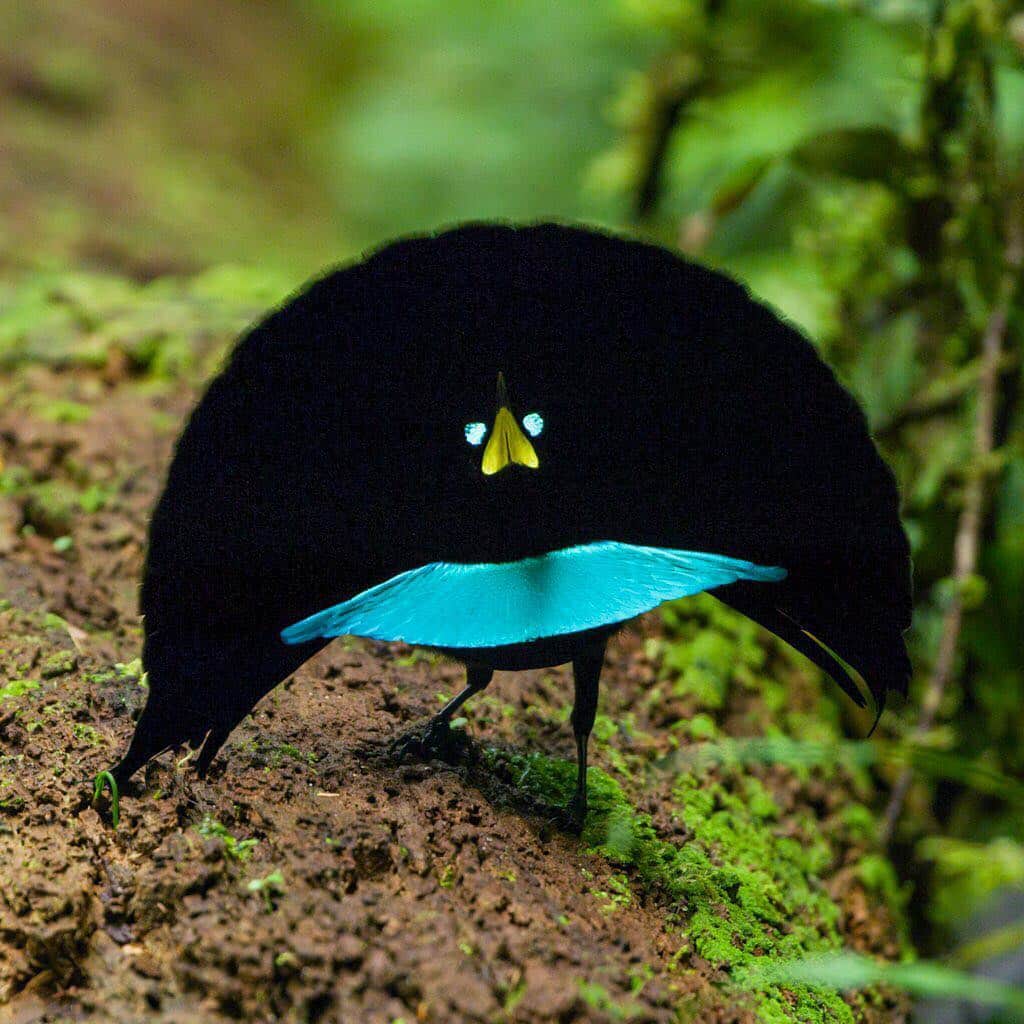 のインスタグラム：「Photos by Tim Laman @timlaman | Birds of paradise have a reason to celebrate this year on Earth Day: the Province of West Papua, where 16 of the 40 birds of paradise are found, has declared its commitment to set aside 70% of the land as protected forest! Swipe to see four of the species found only in West Papua, Indonesia: Vogelkop superb, red, Wilson’s, and western parotia. See more @TimLaman as we celebrate this Earth Day! Birds of paradise are the global ambassadors for conservation of the forests of Papua. #conservationprovince #TanahPapua #papua #Indonesia #birdofparadise @BirdsofParadiseProject」
