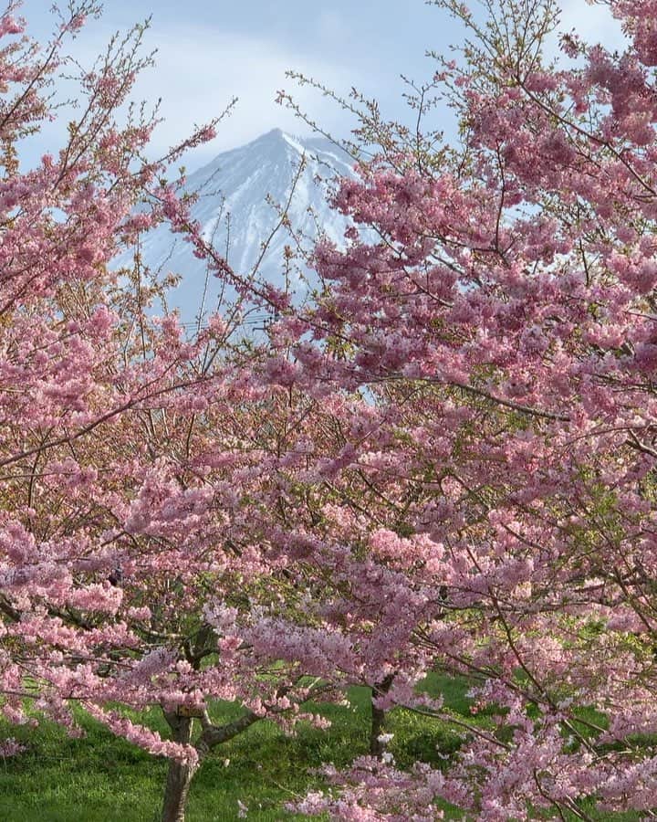 phantastic420のインスタグラム：「. 🤩🤩“Shizuoka” prefecture in Japan is a place where you can see the most “phantastic” Mt. Fuji🗻 in the world.🤩 #富士山 #mtfuji #japan #shizuoka #fujinomiya  #phantastic420photography #mostphantasticmtfuji #selamatpagi  #goodmorning  #おはようございます 😇😇😇😇😇😇😇🗻😇😇 まだこんなに咲いてるところもありますし、これから咲くところもあります。富士宮の桜の花期はとても長いです😍」