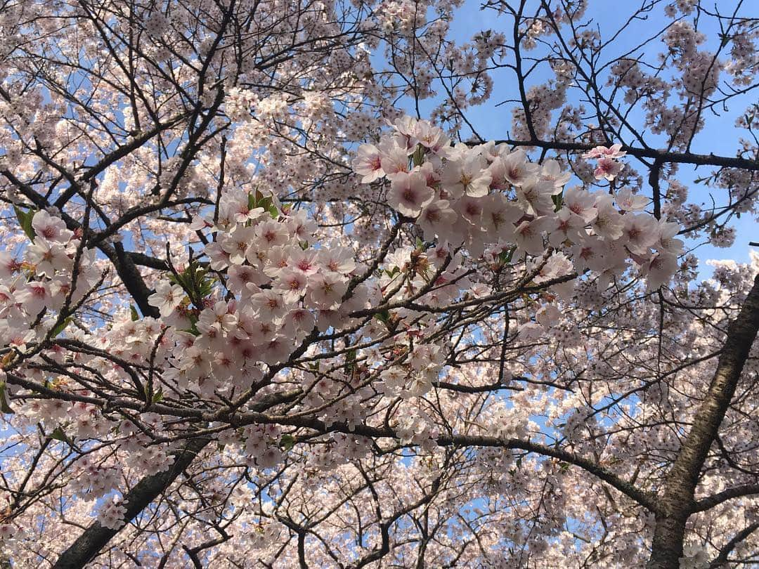 長澤青空さんのインスタグラム写真 - (長澤青空Instagram)「花見🌸 #花見 #桜 #利府 #綺麗 #利府城の勉強を欠かさない #インスタ映えに必死 #6sじゃ画質負け #加工はしないスタイル」4月23日 17時13分 - foifoi3