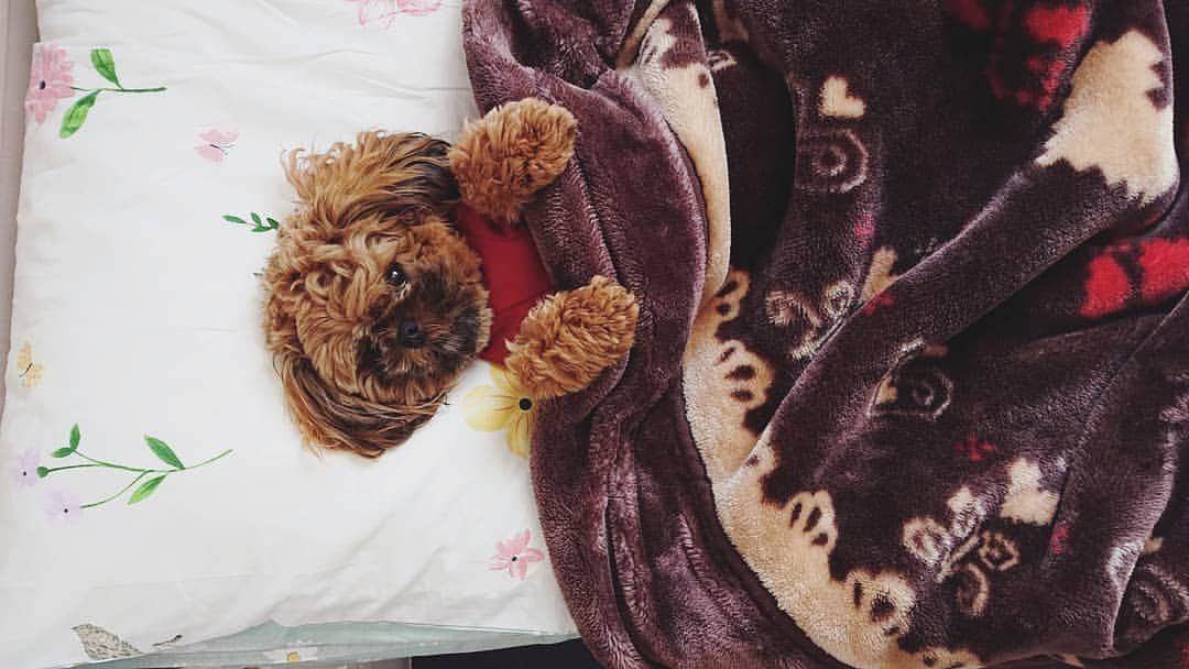 巴山萌菜さんのインスタグラム写真 - (巴山萌菜Instagram)「先日、母と散歩に行った愛犬"くる"が、他の散歩していた犬に噛まれました。 その時、母も相手の方も立ち話をしていてお互い愛犬から目を離していたその隙に、いきなり相手の犬がくるに噛みついてきたそう。 くるが「キャン！」と鳴いたため相手の方も心配し「傷がないか見てね！」と言ってくれたけど、その時お顔見ても傷があるのかわからなかったので「大丈夫」と帰宅。 ↑の事情を聞いた後、くるの様子を見ていたら、口の中が腫れ上がっていたの見つけた。 いつもの元気もなく様子がおかしかったので次の日朝病院へ… そしたら、上の歯茎にかなり深くまで相手の犬が噛みついてきた時の歯が刺さった傷があったみたい、、相当痛かったと思う。 不幸中の幸いで、目は大丈夫だったので失明しなくて済んだし傷も縫わなくて済みました。  事故の時、相手の犬のリードがビヨーーーンと延びるタイプの物でしっかりロックされていなかったみたい。 このタイプのリードを使ってる人は本当に気を付けた方がよいね。買おうと思っていたけど我が家は辞めました。 自分も相手にそうさせてしまうかもしれないと思うとゾッとする。  あと、人間だけじゃなくペット同士のこういったことも事故のひとつ。 お互いにビックリしてその時は動揺して冷静になれないかもしれないけど…ちょっとでも何かあれば連絡先の交換は絶対だと思った。 被害者 加害者 関係なく"何かあったら連絡を"と、声を掛け合えたらいいな。 ペットを飼っている人のマナーのひとつになりますように。  #ペキプーのくるくん #ペキプー #ペキニーズ #トイプードル #ミックス犬 #ハーフ犬 #愛犬 #犬 #dog  #子犬 #仔犬 #パピー #papy #dogsofinstagram  #小型犬 #ペット #飼い犬 #散歩 #事故 #マナー  #リード #延びるリード #犬のリード  #噛んだ #噛まれた #狂犬病 #狂犬病注射 #予防注射  #散歩中のマナー #守りたい #」4月23日 17時29分 - mona_tomoyama