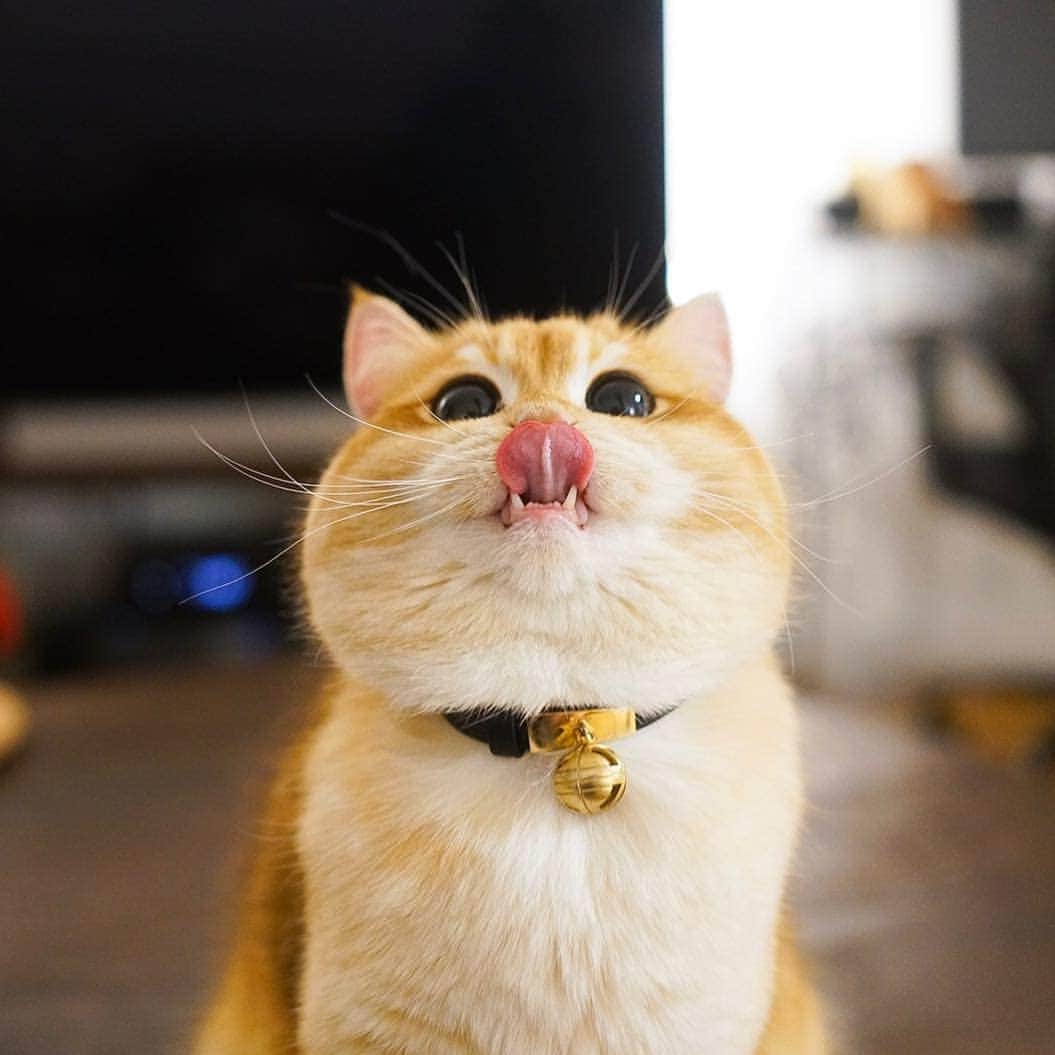 Aww Clubさんのインスタグラム写真 - (Aww ClubInstagram)「Happy T❤T - Tag #meowedtongueout to get a chance to be feature - 📷@pisco_cat @jolandalinckens @maomay__ @marleykatz @missenell @kisa_the_bshcat @maple.cat @lyo.thecat @britishbrothers @junotheangrycat  #meowed #meowedtongueout #TOT #tongueouttuesday #catwithtongueout #👅 #Britishshorthair  #birman #bengal」4月23日 17時49分 - meowed