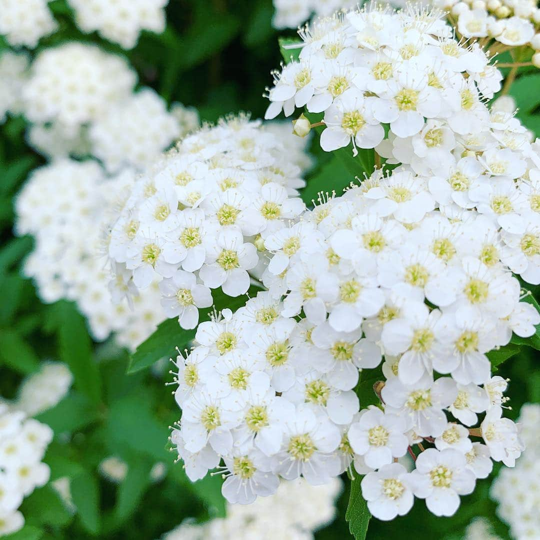 上野まなさんのインスタグラム写真 - (上野まなInstagram)「バッタリ出会ったお花たち、癒し🌸  #🌸 #春 #花 #癒し #flower #spring 🍀」4月23日 17時57分 - managram18