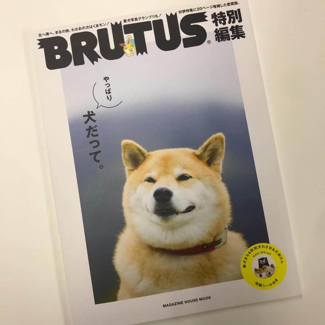 ブルータスさんのインスタグラム写真 - (ブルータスInstagram)「こっそりこちらも重版出来。特別編集ムック「やっぱり犬だって。」改めまして発売中です。まる（@marutaro）、元気かな〜🐶 #brutus #ブルータス #犬だって #やっぱり犬だって #しばいぬ #まる #くまモン」4月23日 17時58分 - brutusmag