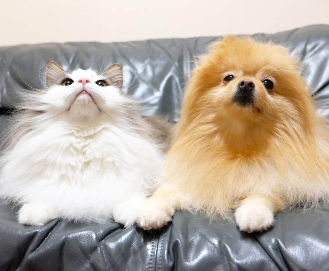 Hanaさんのインスタグラム写真 - (HanaInstagram)「* ブログ更新しました♪ プロフィールから飛べます🚀 http://kedamakyoudai.blog.jp/ * むっふぅ〜😺💕 * 大好きなお姉とピッタリでマズルがプックリの弟 * モフモフきょうだい * * #NorwegianForestCat#Pomeranian#japan#catlover#doglover#dogs#cat#Kawaii#fluffy#pom#fluffydog#catsofinstagram#dogsofinstagram#fluffycat#ノルウェージャンフォレストキャット#ポメラニアン#gatto#pecoいぬ部#cane#ペコねこ部#可愛い#かわいい#仲良し」4月23日 18時08分 - mofu2family