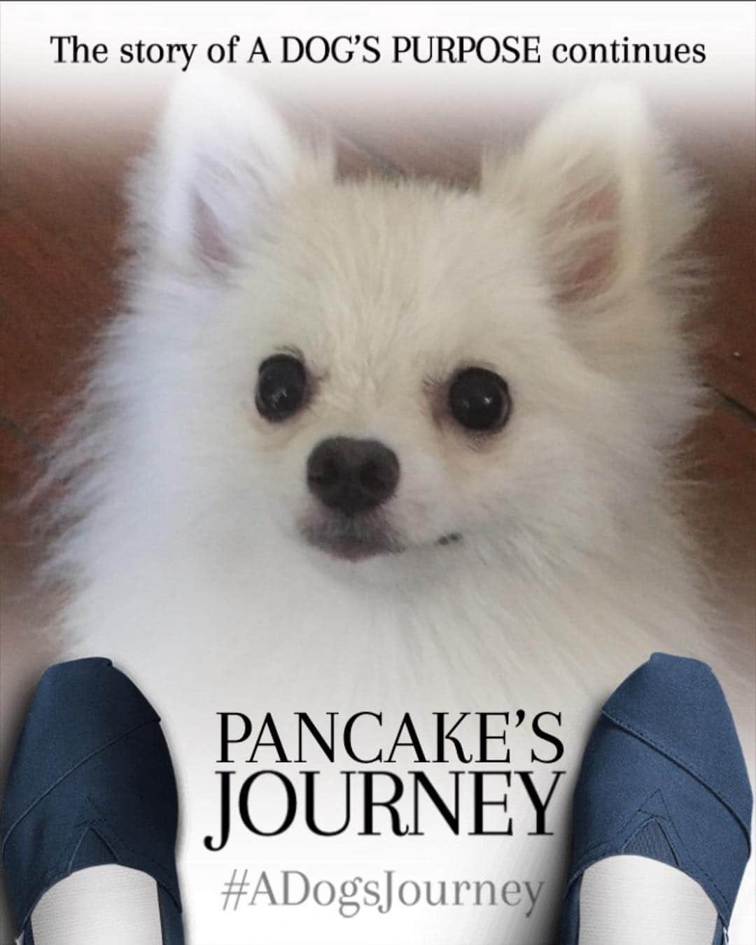 のインスタグラム：「Ofcourse pancake needs a poster too #mydogsjourney #dogsofinstagram #instagood #puppiesofinstagram #puppylove」
