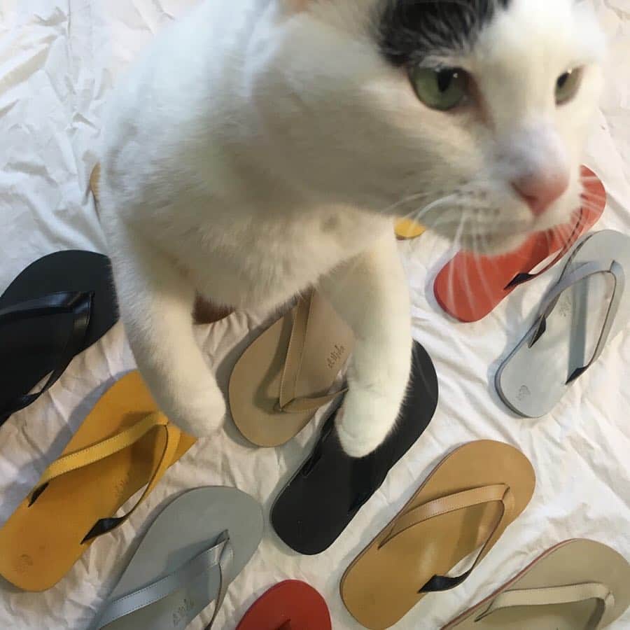 JOURNAL STANDARDさんのインスタグラム写真 - (JOURNAL STANDARDInstagram)「<EL NIDO FLIPS> sandals ¥7,400+tax code: 19093410011110  #journalstandard  #baycrews #ladies #elnidoflips #womenswear #fashion #tarao #八割れ #雑種猫」4月23日 18時22分 - journalstandard.jp