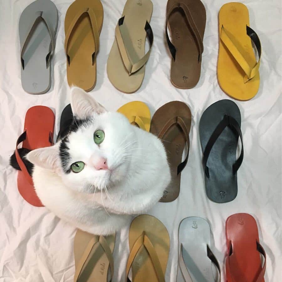 のインスタグラム：「<EL NIDO FLIPS> sandals ¥7,400+tax code: 19093410011110  #journalstandard  #baycrews #ladies #elnidoflips #womenswear #fashion #tarao #八割れ #雑種猫」