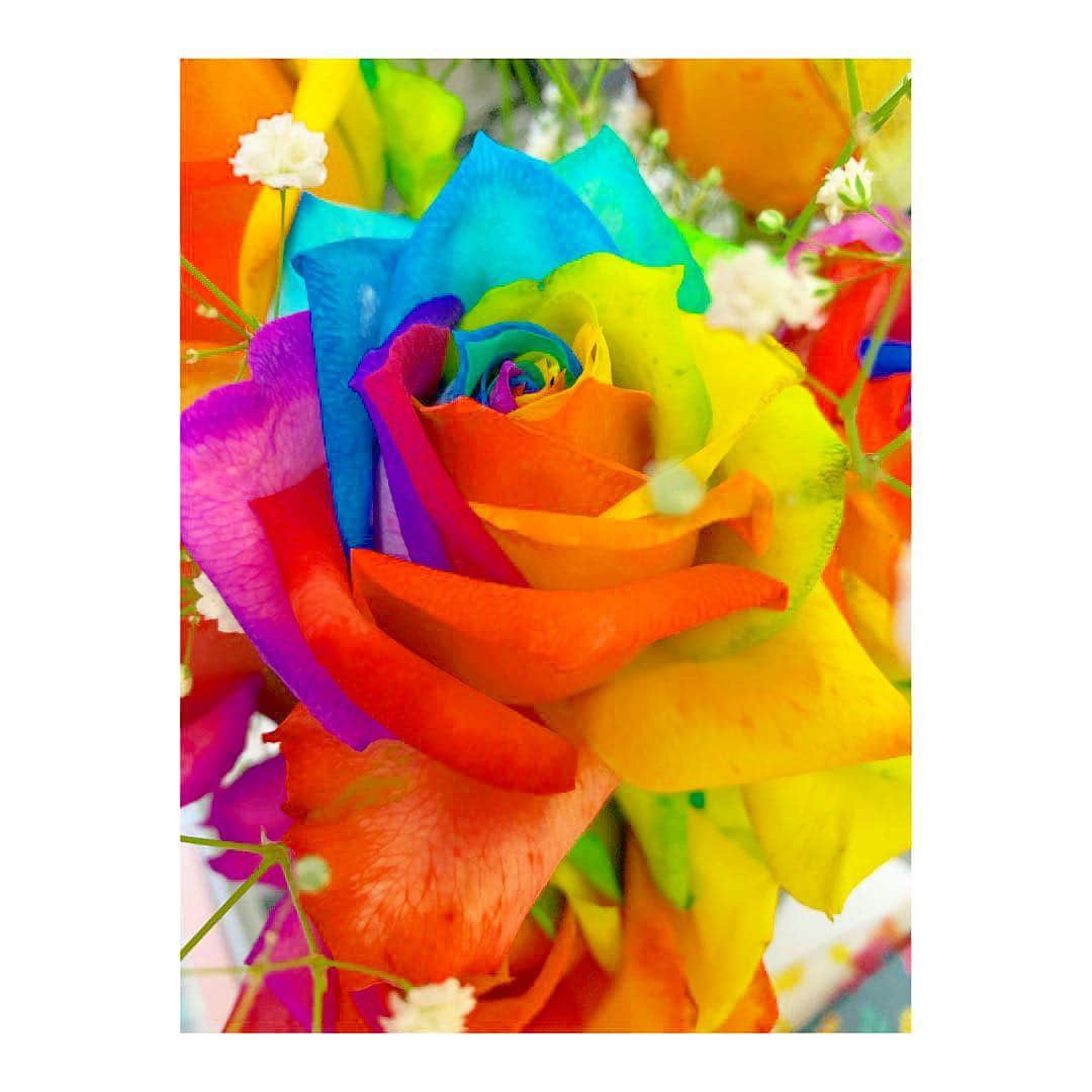 杜野まこさんのインスタグラム写真 - (杜野まこInstagram)「#rose #rainbow #バラ #無限大の可能性 #カラフル」4月23日 9時40分 - makomorino