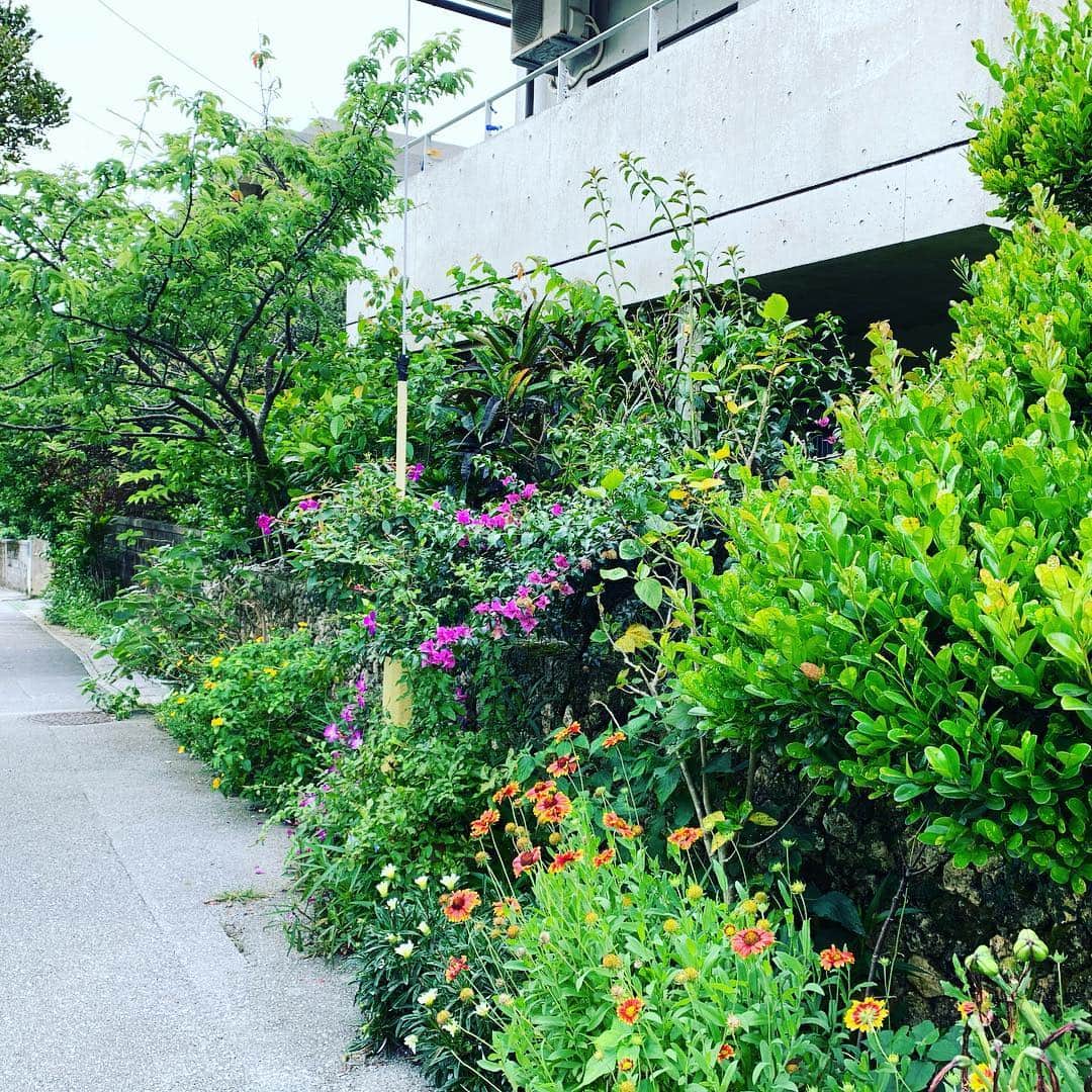河島あみるさんのインスタグラム写真 - (河島あみるInstagram)「沖縄の家が好きでして。。。 柵も特になくて わさーっと 花が咲いてる感じ🌼 目指すはコレ！！！ そして、しつこいようですが #琉球石灰岩 ええなぁ😻 あまりにジロジロ家ばっか見て歩いてたら 沖縄の奥様にちょっと不審がられました😅 #沖縄旅行  #緑のある暮らし  #沖縄の庭 #ガーデニング #garden  #okinawatrip  #interiordesign」4月23日 9時41分 - amiru_kawashima