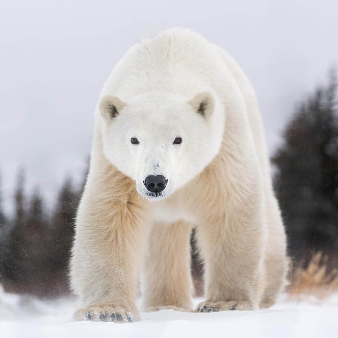 Polar Bearsさんのインスタグラム写真 - (Polar BearsInstagram)「Today we are celebrating a Happy Earth Day! #earthday2019  Let’s give a shoutout to these amazing Arctic animals who share our earth. If we can preserve the Arctic, we can preserve these beautiful animals! 🌎🌍🌏❄️💧🌊」4月23日 10時00分 - polar.bears