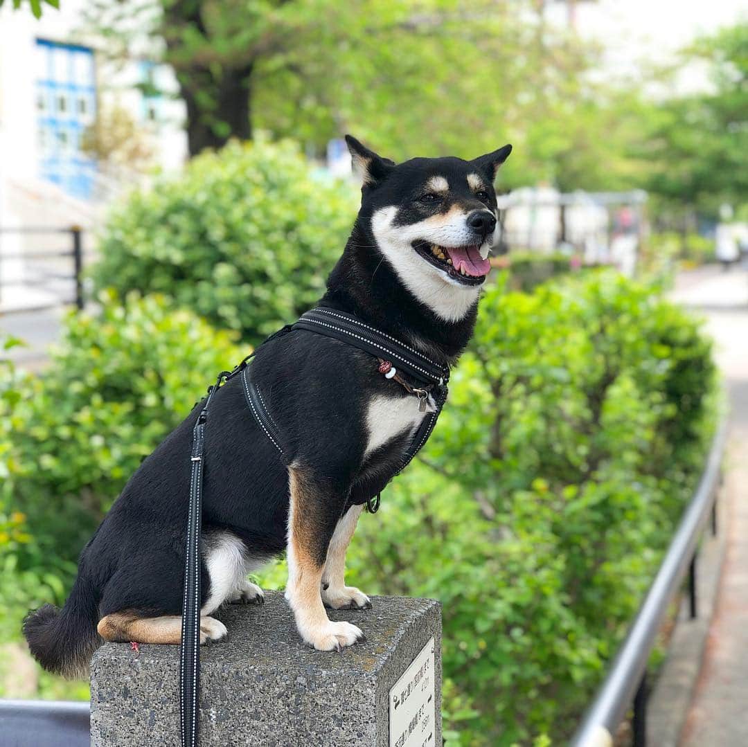 vo_coのインスタグラム：「🐾 桜並木だった緑道もすっかり新緑に様変わり 犬の散歩すると、花の名前が気になるようになりますねー 公園に植えられてるのと、住宅街で個人が植えてる樹が違ってて興味深い 今うちの周りではモッコウバラとハナミズキが満開！ ちなみに… #花を接写で撮るようになるとシニアへの第一歩 らしいw * #shibastagram #instashiba #shiba #shibainu #黒柴 #柴犬」