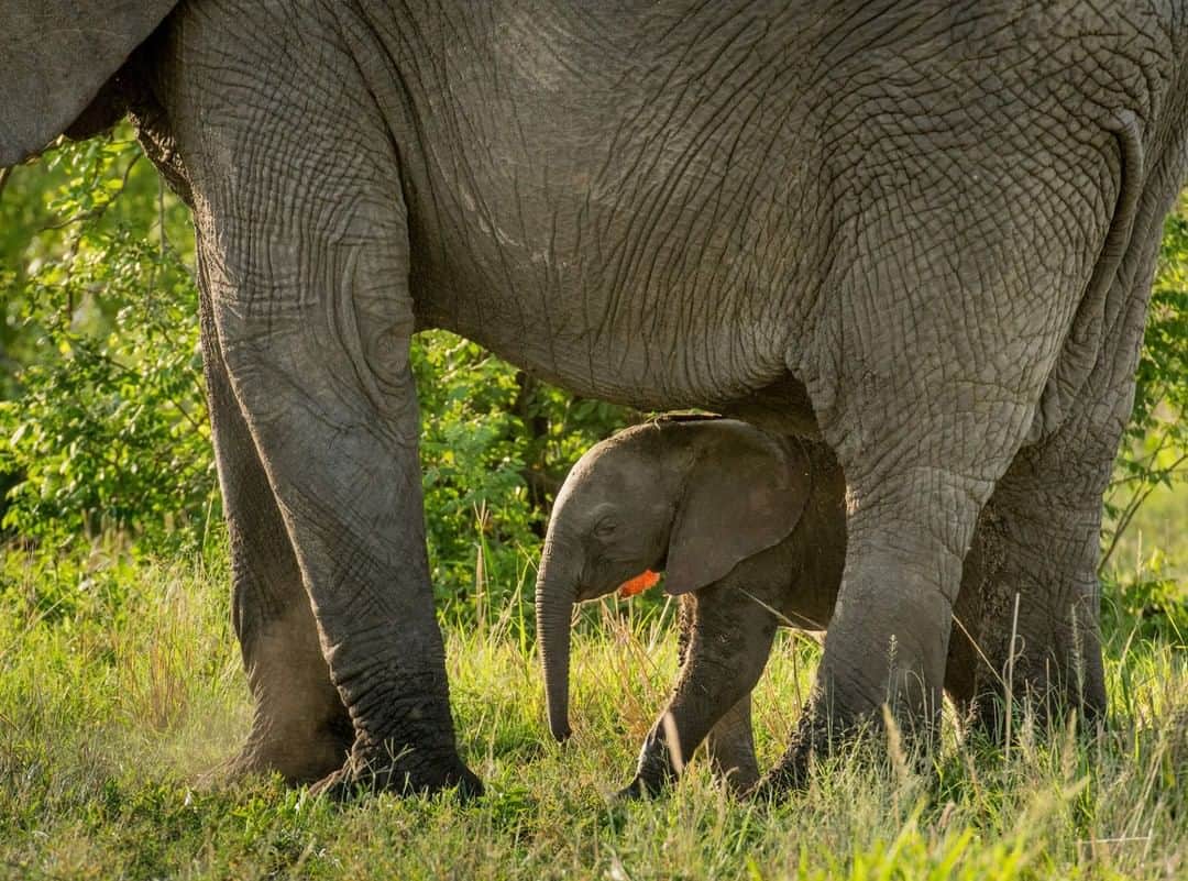 National Geographic Travelさんのインスタグラム写真 - (National Geographic TravelInstagram)「Photo by @amivitale | A young elephant calf seeks shelter under his mother in the Singita Grumeti Reserves. Young calves go under their mothers for a feeling of protection and comfort and, of course, to nurse. Singita Grumeti Reserves is a conservatory adjacent to Serengeti National Park in Tanzania and an integral part of the Serengeti-Mara Ecosystem, the home of the Great Migration. Learn how to protect and preserve these majestic creatures and all wild animals by following @honeyguide_tz singita_ and @amivitale #elephants #saveelephants #dontletthemdisappear #stoppoaching #worthmorealive」4月23日 10時02分 - natgeotravel