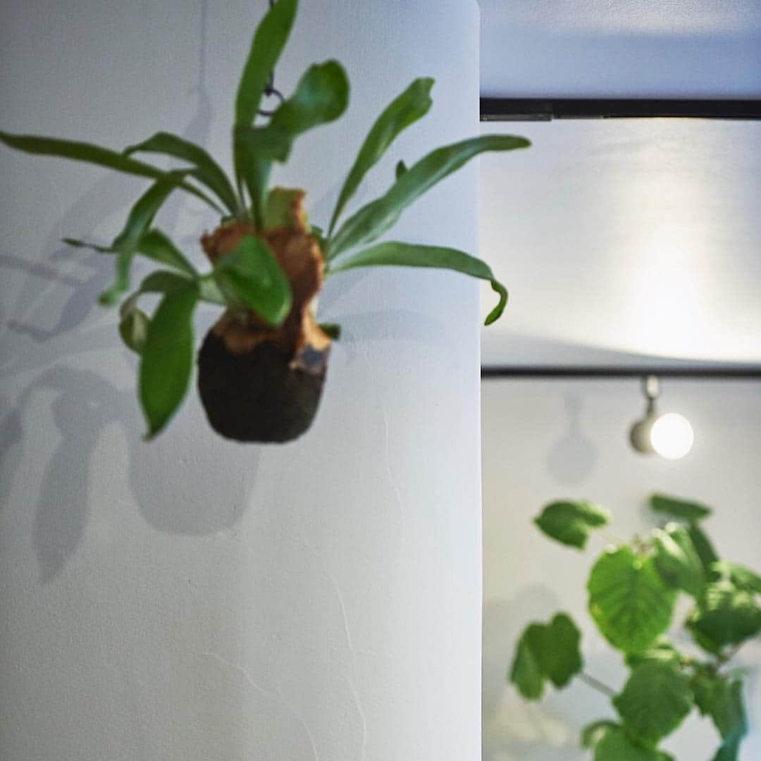 takanohomeさんのインスタグラム写真 - (takanohomeInstagram)「【indoorGREEN 】 グリーンと暮らすディティール。チラリと目に入ったり、無意識にその空間にいるだけでもリラックスできますね！ドライや観葉植物、生花をふっと飾ると空間も気持ちもさらに、イキイキしますね。  Photo gallery upしています！ ☞タカノホーム【リノベ】HP www.reform-takano.com  #タカノホーム#takanohome#福岡#注文住宅#新築#リノベーション#リフォーム#不動産#工務店#自然素材#家#家づくり#住まい#建築#デザイン#木の家#無垢材#暮らし#インテリア#house#home#architecture#design#myhome#interior#indoorGREEN#グリーンのある暮らし#ドライフラワー#観葉植物#ていねいな暮らし」4月23日 10時15分 - takanohome