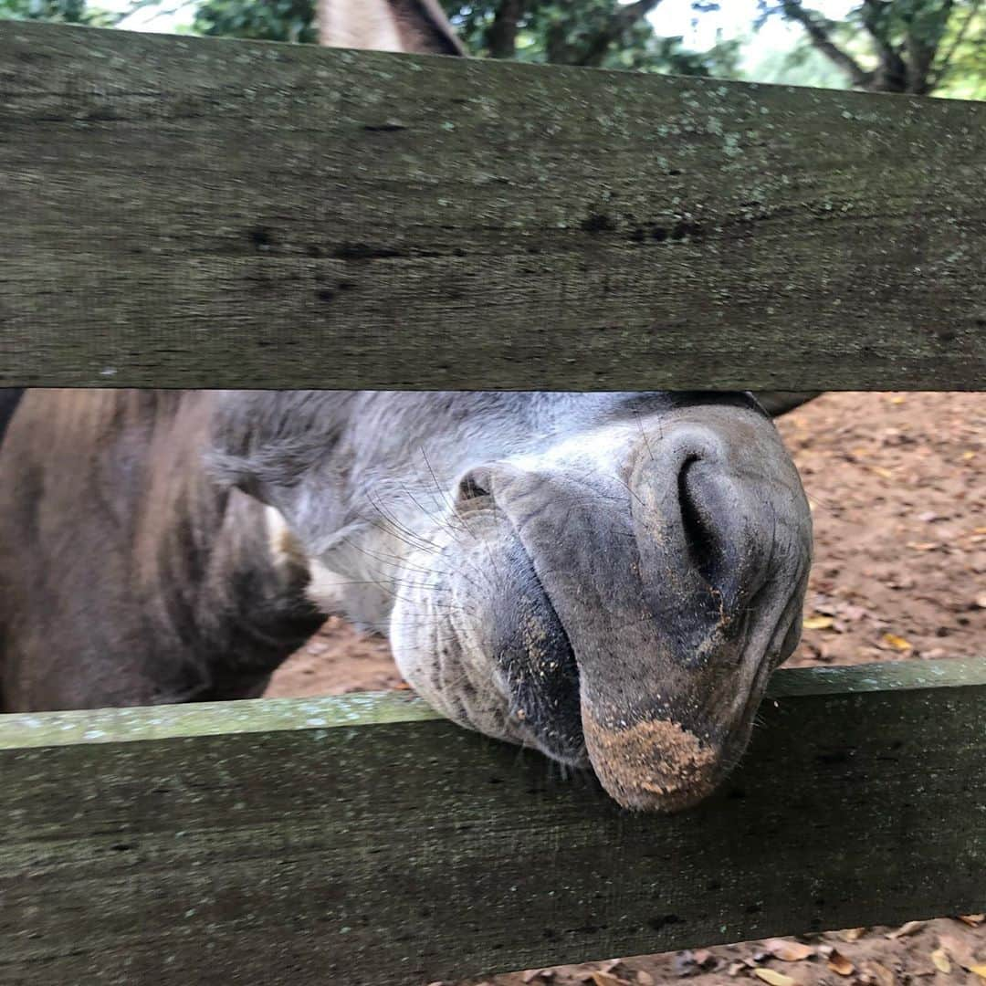 篠原かをりさんのインスタグラム写真 - (篠原かをりInstagram)「スリナムに行ってきました🇸🇷 #世界ふしぎ発見 #ミステリーハンター #動物 #スリナム #海外」4月23日 10時22分 - kawori_rat