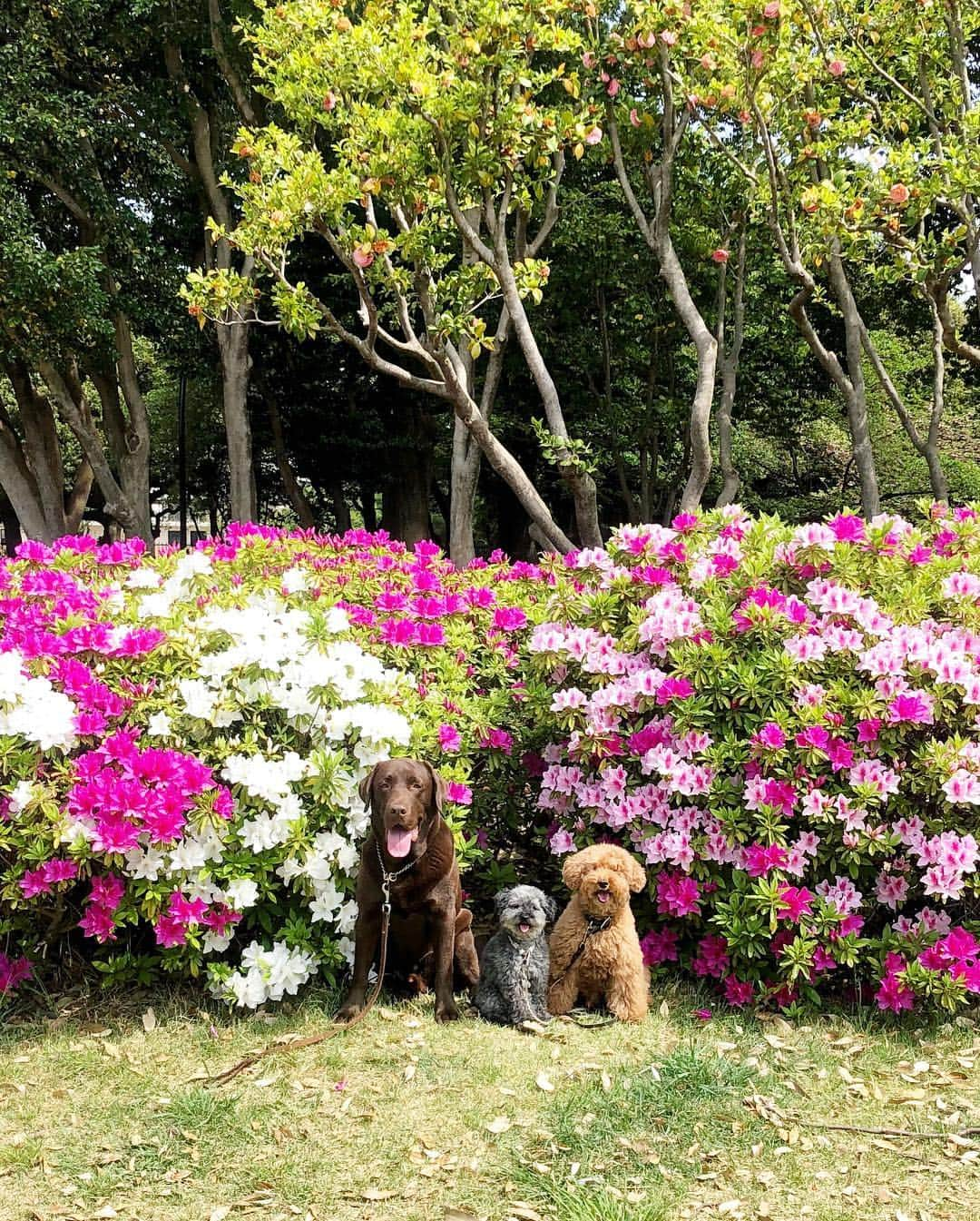 masakiさんのインスタグラム写真 - (masakiInstagram)「Tue.23 Apr.2019 はれ 気持ちのいい朝 いつもの公園の景色があっという間に変わっていました 大好きな新緑の季節🌿」4月23日 10時29分 - mogurapicassowols