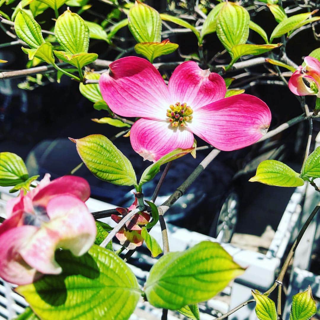 園崎未恵さんのインスタグラム写真 - (園崎未恵Instagram)「桜から花水木へバトンタッチ。 #ハナミズキ」4月23日 10時33分 - miemiemie0207