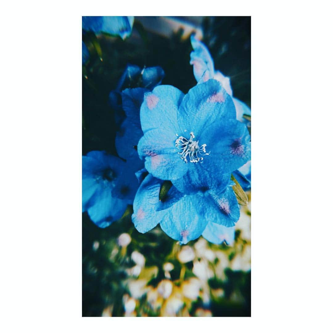 ヒロトさんのインスタグラム写真 - (ヒロトInstagram)「Apr.23.2019.  #flower  #blue #photography #花 #花好きな人と繋がりたい  #flowers」4月23日 10時43分 - hiroto_a9