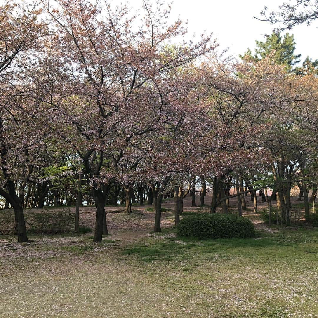 おごせ綾さんのインスタグラム写真 - (おごせ綾Instagram)「#鳥屋野潟公園#桜#お花見#お花見日和」4月23日 10時55分 - ogose0123