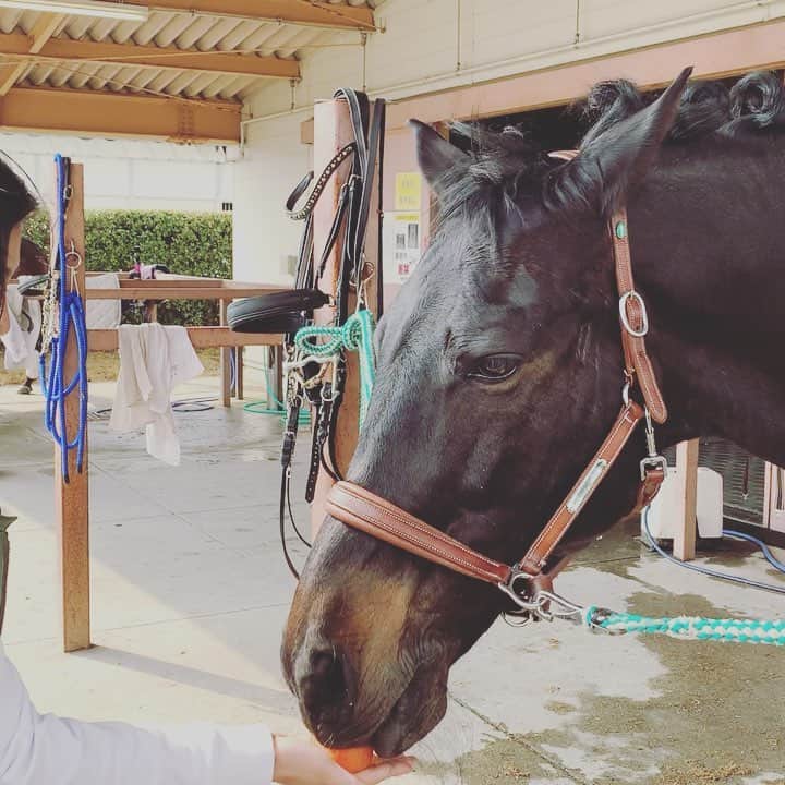 田知本遥のインスタグラム：「It was breathtakingly beautiful.  息を飲むほど美しかった。凛としたオーラ。優しい瞳、ずっと触っていたくなる毛並み。 馬術は動物と一緒に出ることができる唯一のオリンピック競技です。いかに日々自分の馬と関係を築いていくことが大切なんだろうな。奥深い。2020も楽しみ。 ひよりちゃん、ラムちゃんありがとう😊 #馬術馬術#神村ひよりちゃん#ラムちゃん#御殿場」
