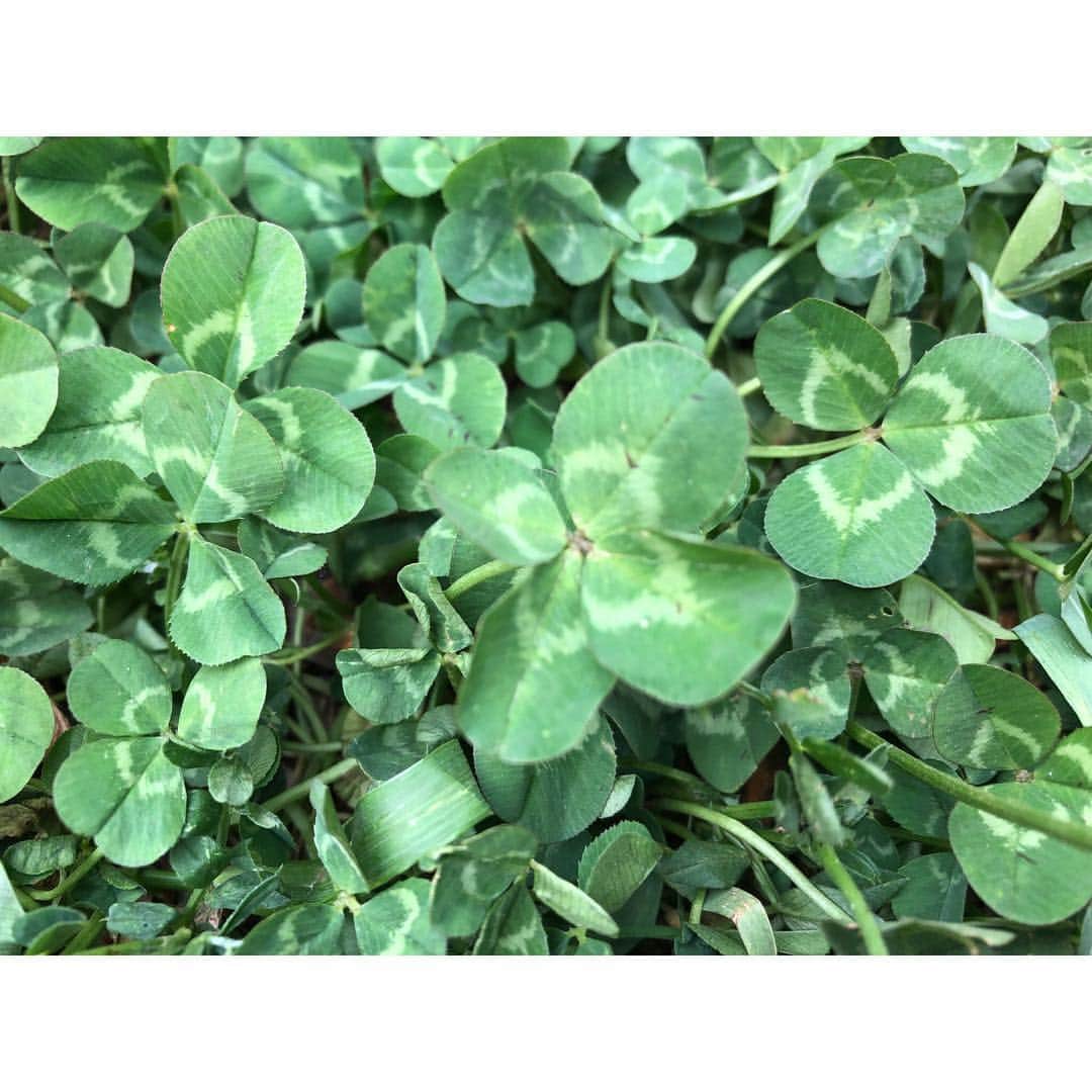 竹中友紀子のインスタグラム：「🍀みっけ  #特技 #四つ葉のクローバーを見つけること  #幸せ訪れますように  #四つ葉のクローバー #四つ葉のクローバー見つけた #近所の公園にて #おさんぽ日和 #竹中友紀子」