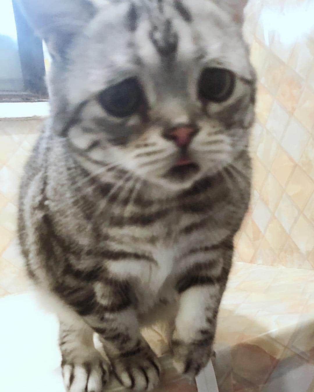 ルフさんのインスタグラム写真 - (ルフInstagram)「#luhu:"no!! no bath plz !!!" - - #cat #cute #catsofinstagram #angel #adorable #lovely #sadcat #kitty」4月23日 11時47分 - lanlan731