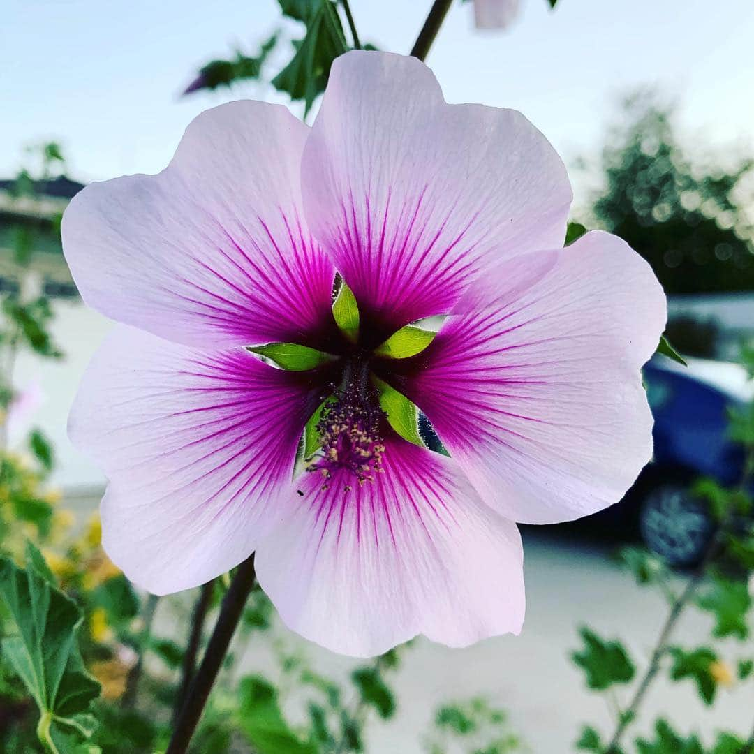 ブライス・ジョンソンさんのインスタグラム写真 - (ブライス・ジョンソンInstagram)「“If we could see the miracle of a single flower clearly our whole life would change . ” ― Buddha.」4月23日 11時50分 - mrbrycejohnson