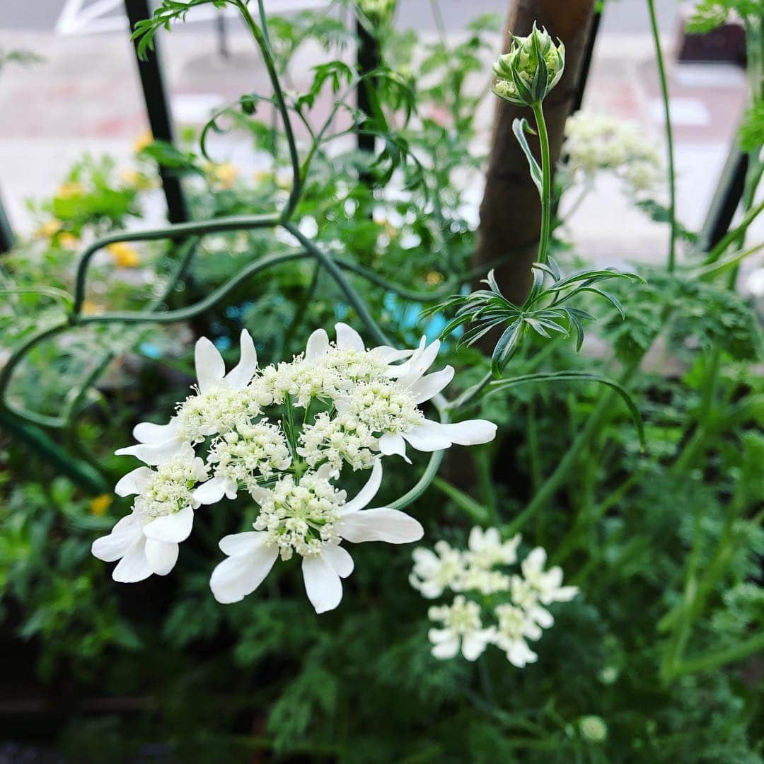 chai0219さんのインスタグラム写真 - (chai0219Instagram)「可愛いヤツが咲いてきた！  #flora #flower #flowers #オルレアホワイトレース #ベランダ #ベランダガーデン #植物  #花  #plants #mの植物記録 #今朝のベランダ」4月23日 11時52分 - chai0219