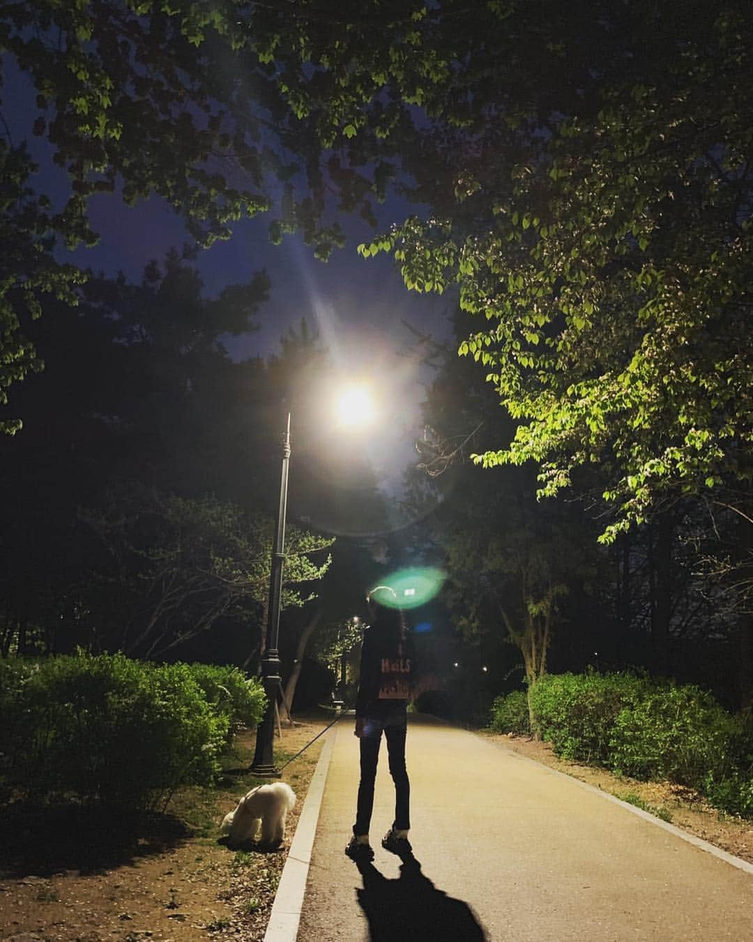 和央ようかさんのインスタグラム写真 - (和央ようかInstagram)「Walking in the park🚶‍♀️with lovely 🐕 Mong Chan 🐶  and then Korean food 🥘 yammy ❤️Thanks @sophy_jiwon_kim  #ソウルにて #ワンちゃんのお散歩 #そして #韓国の家庭料理 #何気ない日常 が #温かく心地よい夜 #感謝🙏 #imiss #どんどん🐶 #takakoworldstylin🌎 #seoul」4月23日 11時58分 - yokawao0215