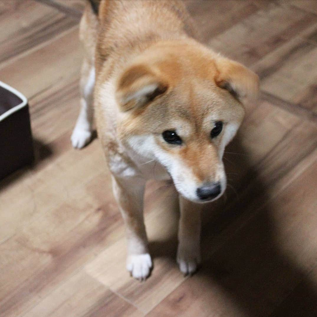 柴犬たま Shibainu Tamaのインスタグラム