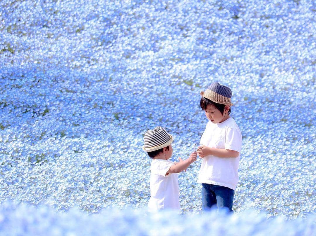 のインスタグラム：「こんにちは😊 現在、「春」をテーマにお写真・動画を募集中です✨ 本日の #タビスルキッズ はこちら💕 📷 @minami.photoさん 🚩岐阜県・可児市「花フェスタ記念公園」 🎙ご本人コメント ❀ ネモフィラブルー❤︎ . そんな中でもメンズはすぐに持つ！ そう！木の棒！🌿🤣 . . どこから持ってきたんだ... どこに落ちてたんだ... . と思いながらも、兄弟の仲睦まじい瞬間 ¨̮ ⚑ . みなさんのネモフィラブルー 見てるとすごい癒されます◟́◞̀ ❤︎ . 自分の好みのレタッチを模索中 𓍯 統一するか写真によって変えるのかとか とっても悩みます𓀿𖦹𖦹𖦹 ﻿﻿﻿﻿＊＊＊＊＊＊ 「木の棒」わかります😆 そして仲睦まじさに癒されます😊 かわいい瞬間をありがとうございます💕」