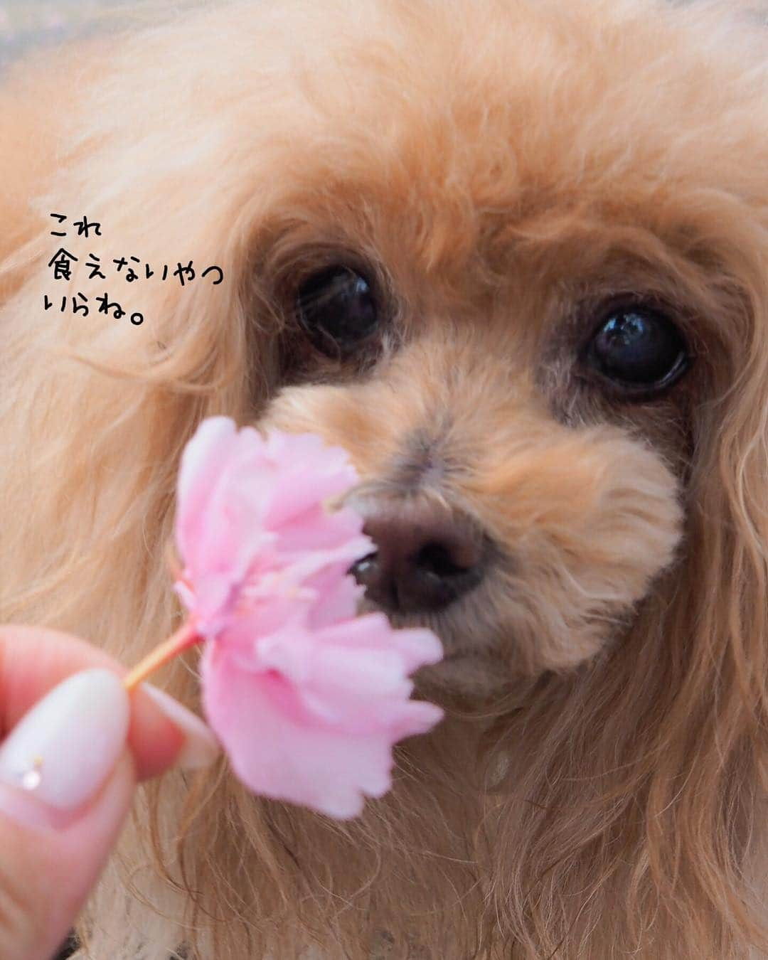 Toypoodle Mikuru?Asakusa Tokyoさんのインスタグラム写真 - (Toypoodle Mikuru?Asakusa TokyoInstagram)「20190423 Tuesday. みくるの2019年桜🌸おわた... . ❶ 花よりダンゴちゃん ❷ じゃあね！ . #八重桜 散る 次は #つつじ なのか？ #お昼休み更新でした」4月23日 12時23分 - purapura299