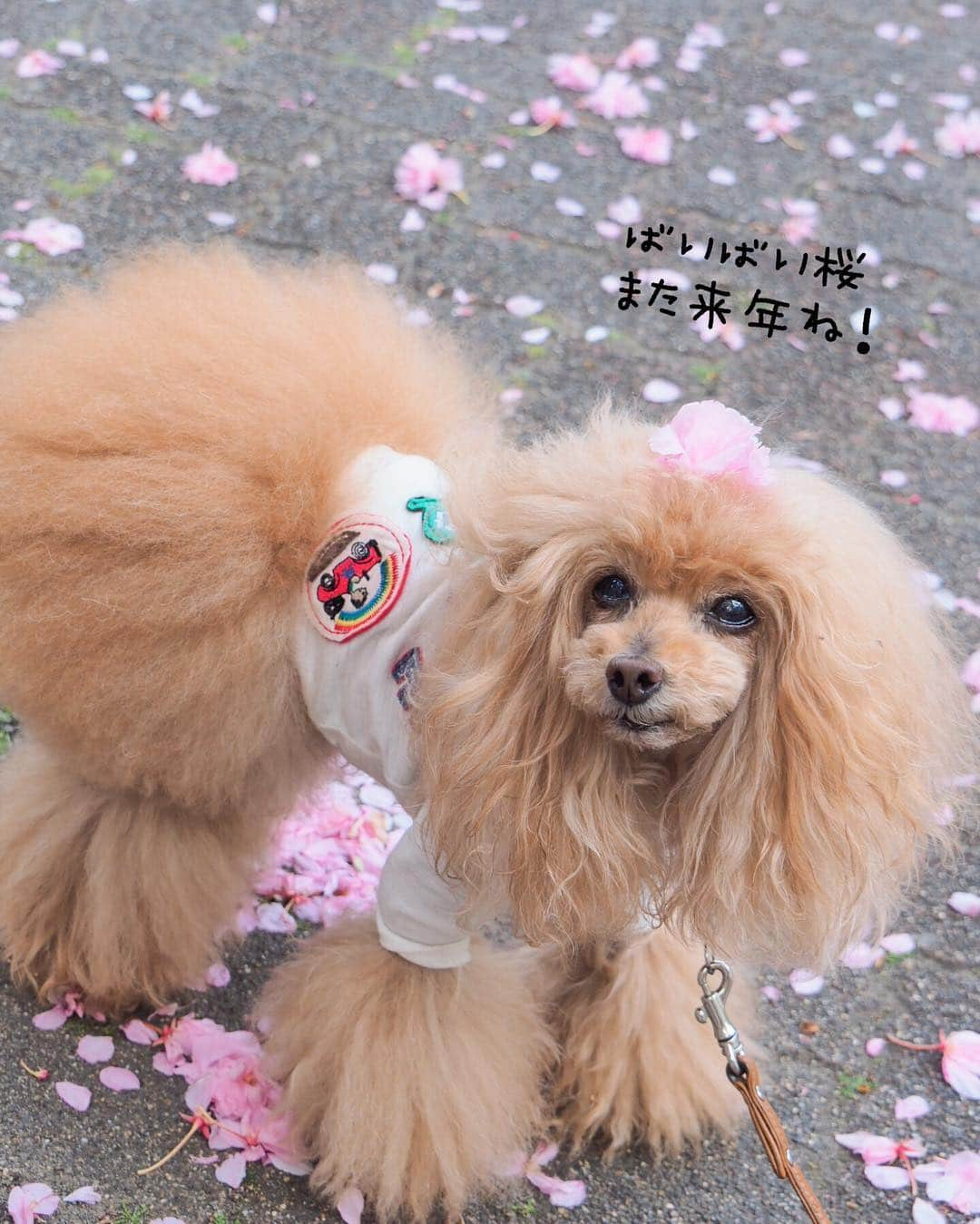 Toypoodle Mikuru?Asakusa Tokyoさんのインスタグラム写真 - (Toypoodle Mikuru?Asakusa TokyoInstagram)「20190423 Tuesday. みくるの2019年桜🌸おわた... . ❶ 花よりダンゴちゃん ❷ じゃあね！ . #八重桜 散る 次は #つつじ なのか？ #お昼休み更新でした」4月23日 12時23分 - purapura299