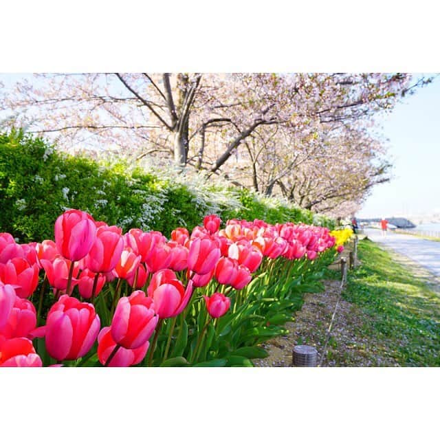 岩間瞳さんのインスタグラム写真 - (岩間瞳Instagram)「【#チューリップと桜 】 . 先週、#新潟市 の#やすらぎ堤 に 行ってきました💓 いつもは通り過ぎるだけだから 今回はカメラを持って📷 . 桜はもう散り際だったけど、 チューリップは満開できれいだった〜！ . #新潟観光スポット #新潟の桜 #新潟のチューリップ #カメラ女子 #カメラ好きな人と繋がりたい #カメラ初心者 #カメラがある生活 #フリーアナウンサー #岩間瞳」4月23日 12時27分 - iwama1313