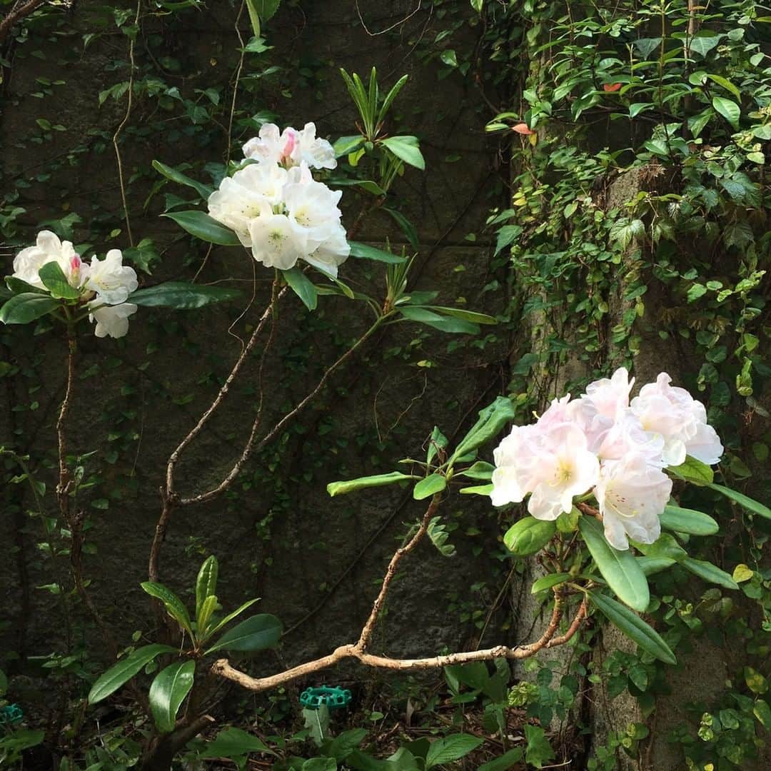 フランス大使館さんのインスタグラム写真 - (フランス大使館Instagram)「フランス大使館の庭園や敷地内にはたくさんの植物が植えられていて、四季折々の姿を楽しむことができます。今日は大使館入り口のシャクナゲが鮮やかに咲いていました。シャクナゲはツツジ科の植物だそうで、よく見ると花の形が似ていますね🌿🍀💐✨ On peut admirer les manifestations du changement des saisons à #Tokyo, jusque dans le jardin et les extérieurs fleuris de l’ambassade. A l’entrée du bâtiment, de magnifiques rhododendrons, qui ressemblent beaucoup à des azalées, ont ainsi commencé à fleurir. 🌿🍀💐✨」4月23日 12時30分 - ambafrancejp