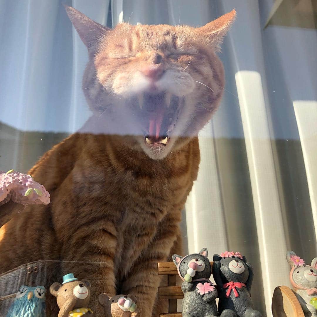 のインスタグラム：「20190423 ✩ 平成最後のブサニャン ． こんなお顔でお見送りしてくれましたꉂꉂ(ˊᗜˋ*) ． #23日はブサ猫の日#23日はブサにゃんの日 #悪徳猫商会#細目倶楽部 ． #シブにゃん隊over10 #無敵の親バカ同盟 #IGersJP#ふわもこ部 #テリー2019 ． #フィリックスpeco #pecoマガジン表紙デビュー #ねこにすとパネル希望 #シマホとネコダスケステーション#ビューティプロコンテスト @beautypro_contest ． #cat#猫#gingercat#catstagram#instacat#weeklyfluff #Excellent_cats#cat_features#catofinstagram ． #サンデイ#ペコねこ部#朝ワンコ夕ニャンコ#sippo#ねこにすと#nyancon01 #kissmamaになろう」
