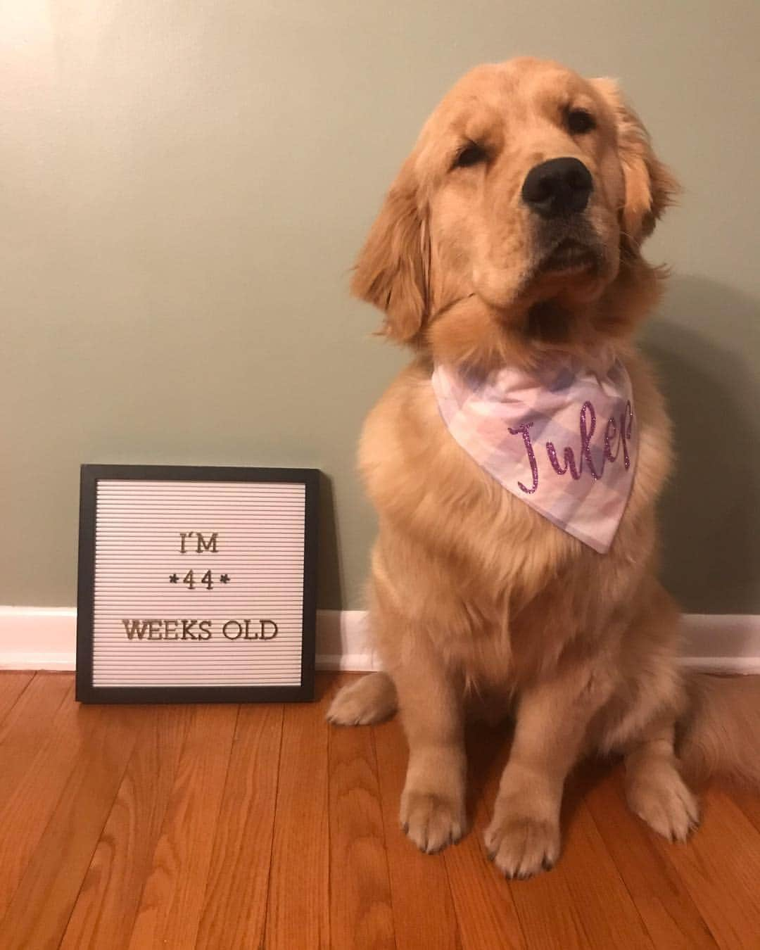 モヒートさんのインスタグラム写真 - (モヒートInstagram)「Head tilts for 44 weeks. I weigh the same as my big sister. ------------------------------- #goldensofig #goldenretriever  #goldenretrieversofinstagram #betterwithpets #dogsofig  #dogsofinstagram #fluffypack #gloriousgoldens #welovegoldens #ilovemydog #goldenlife #bestwoof #ProPlanDog #ilovegolden_retrievers #mydogiscutest #retrieversgram #dogsofcle  #puppy #growthchart」4月23日 12時39分 - mojito_rose_family