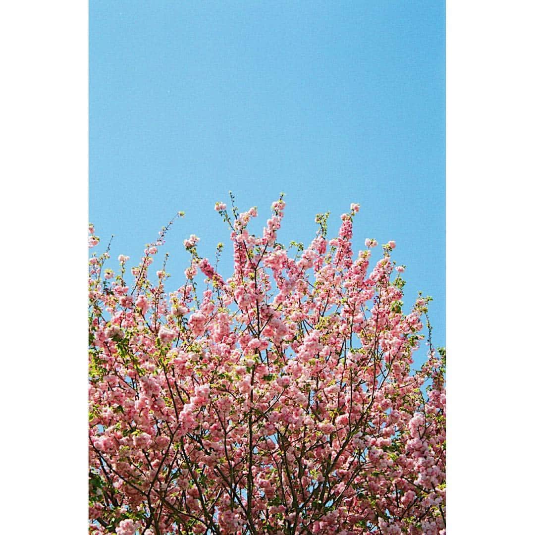 上田唯人のインスタグラム：「📷 八重桜が咲いてはります  #film #フィルム」